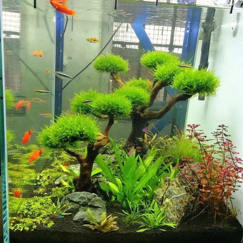 Aquarium Planted Tree - Fisch tank begrünung holz rahmen pflanzen