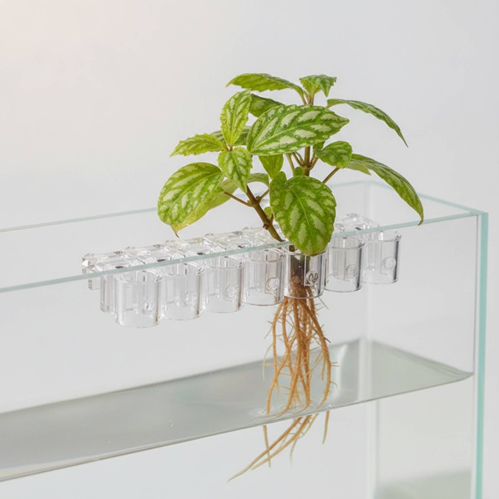 6 Stück Aquarium-Pflanzhalter, – Aquarium Planting Bewertung und Preis