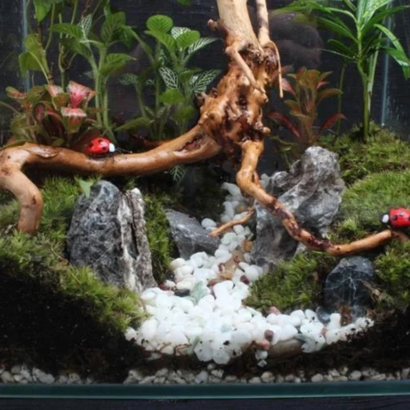 Natürlicher Baumstamm Treibhol – Aquarium Planted Tree Bewertung und Preis