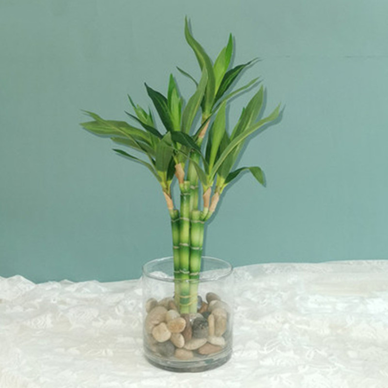 Neue 40cm Künstliche Glücksbam – Aquarium Plant Display Bewertung und Preis