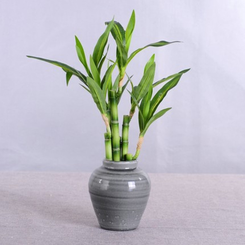 Neue 40cm Künstliche Glücksbam – Aquarium Plant Display Bewertung und Preis