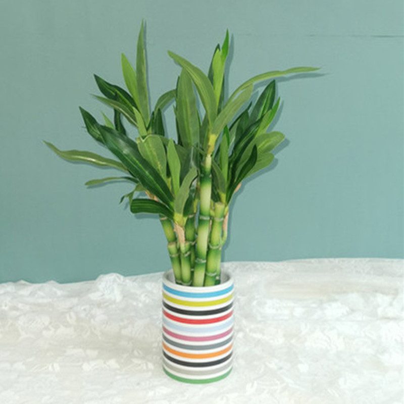 Neue 40cm Künstliche Glücksbam – Aquarium Plant Display Bewertung und Preis