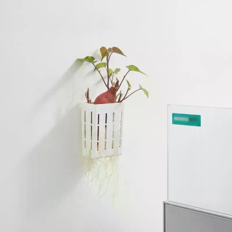 1 Stück Hydroponischer Stützko – Aquarium Planting Bewertung und Preis