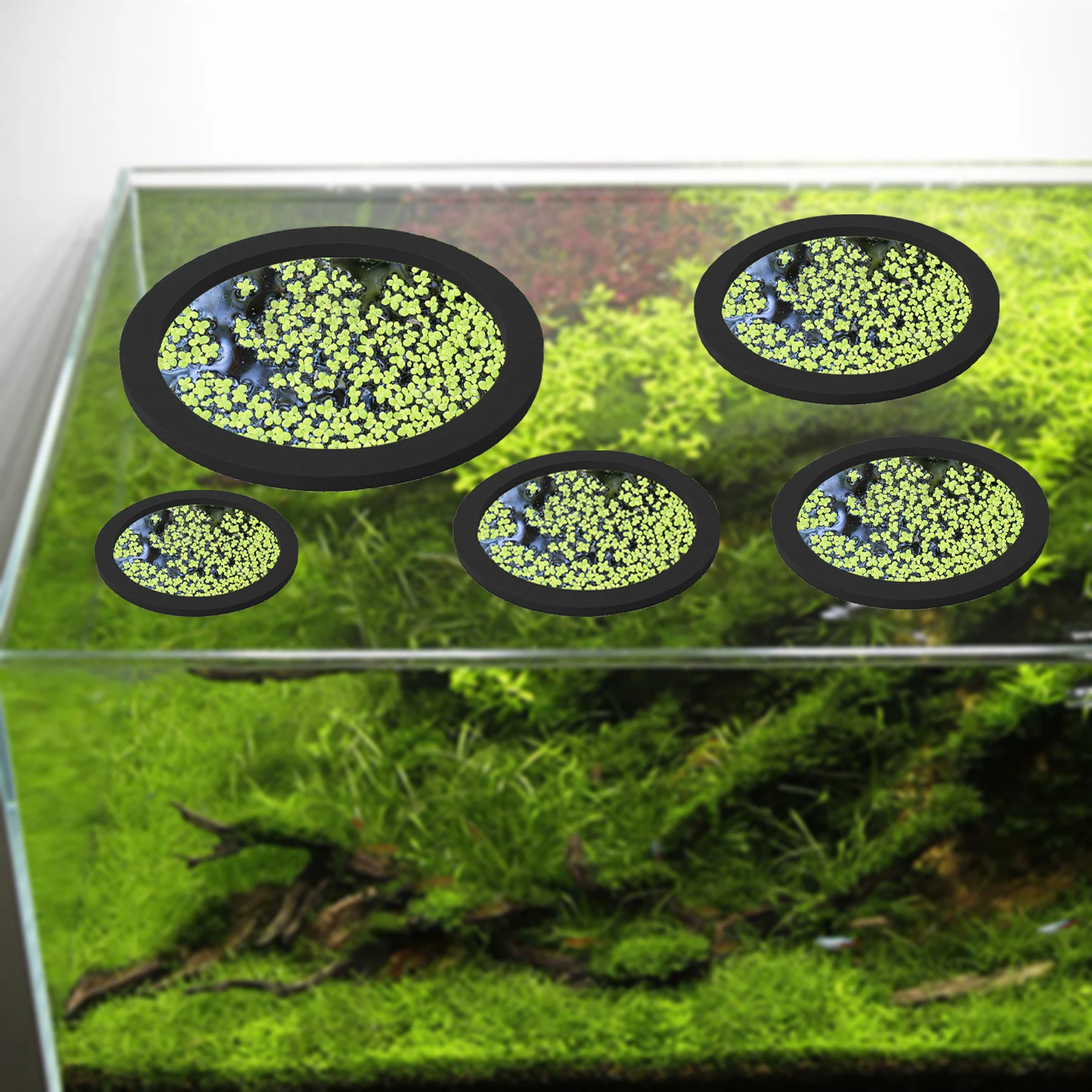 5Pcs EVA Fisch Fütterung Ring  – Aquarium Planting Bewertung und Preis