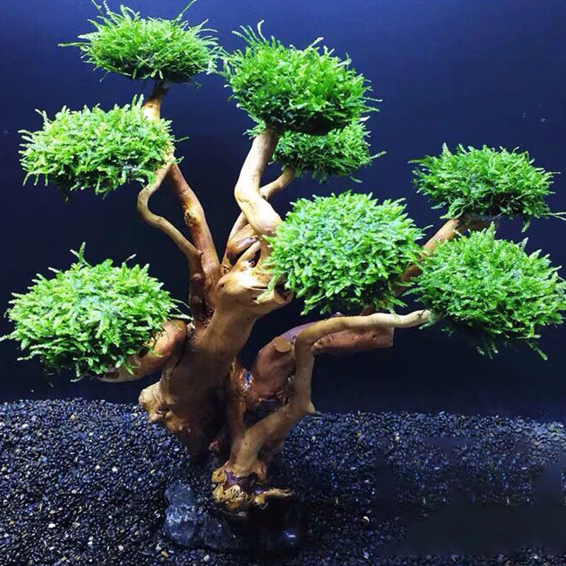 Fisch tank begrünung holz rahm – Aquarium Planted Tree Bewertung und Preis