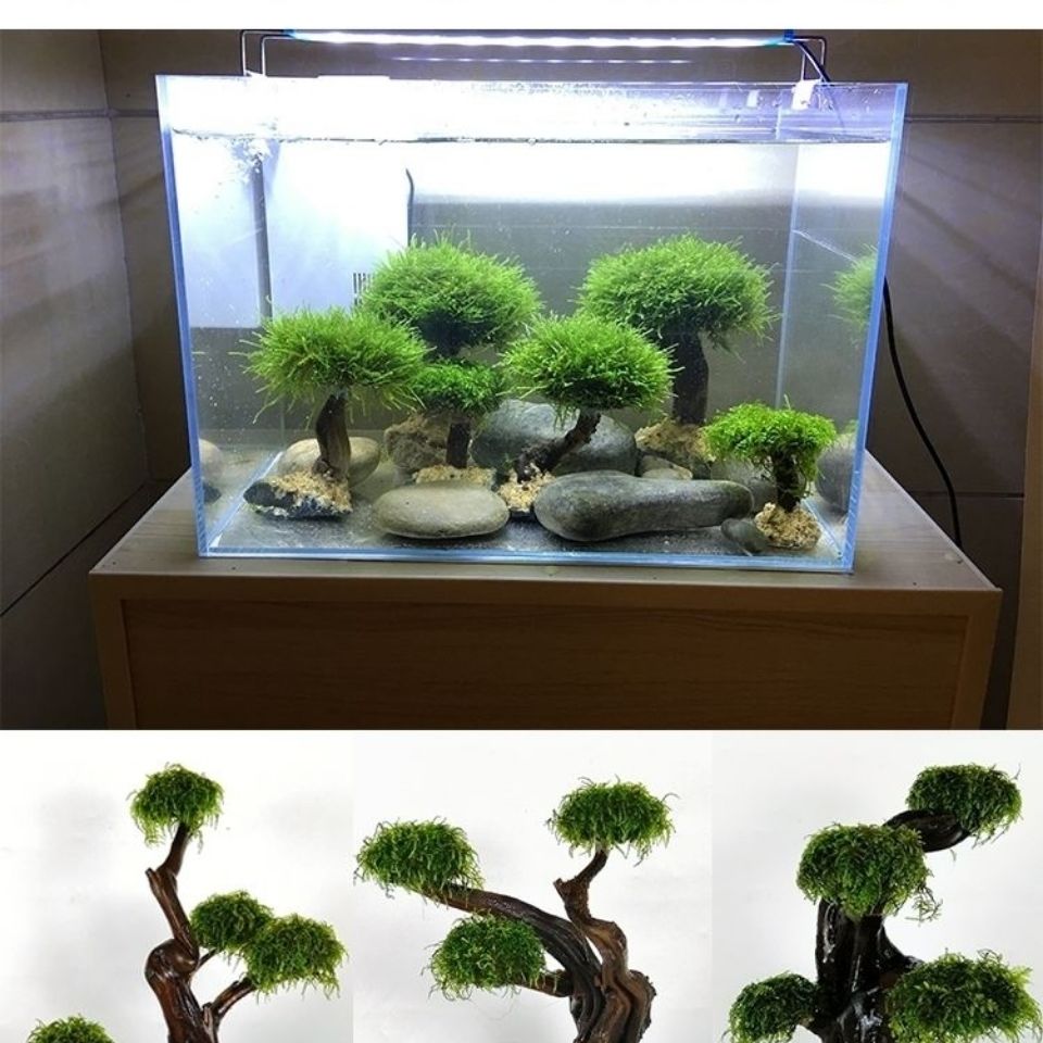 Fisch tank begrünung holz rahm – Aquarium Planted Tree Bewertung und Preis