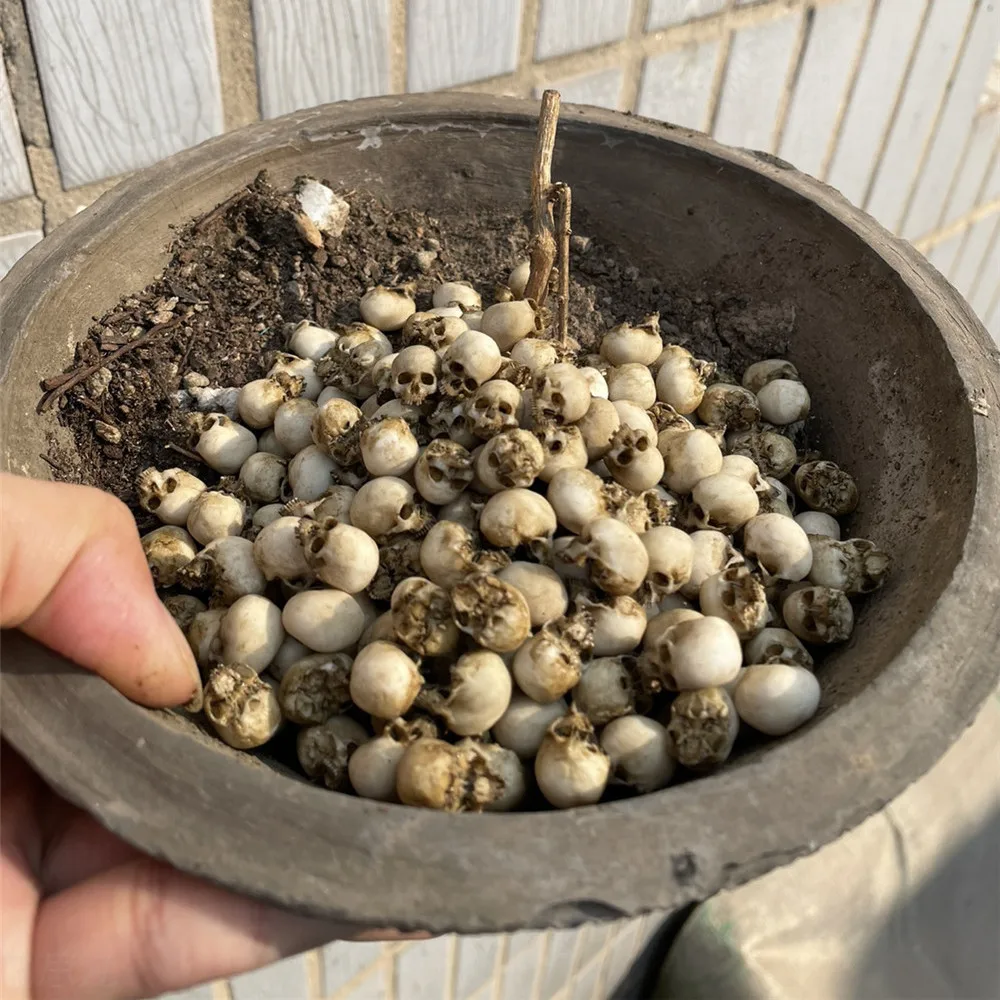 Mini-Schädel, hochwertiges Min – Aquarium Plant Display Bewertung und Preis